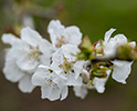 Orchard Blossom 20